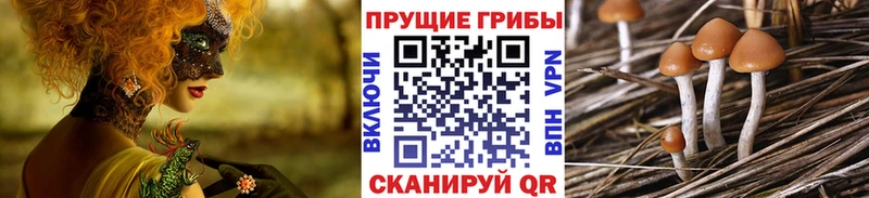 Псилоцибиновые грибы GOLDEN TEACHER  Камень-на-Оби 